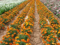 Павлин трава kumi Orange Red Single Petal 1000 Капсулы+2 упаковок.