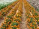 Павлин трава kumi Orange Red Single Petal 1000 Капсулы+2 упаковок.