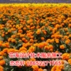 Товары от 恋恋轩园艺