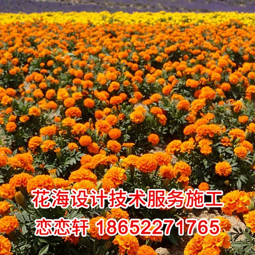 Lianlian Xuan Moby Seed