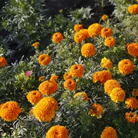 Wanshou Chrysanthemum, большой цветочный апельсин половина кошки