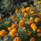 Wanshou Chrysanthemum, большой цветочный апельсин половина кошки
