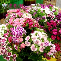 Shipbu Mixed Color 1 грамм около 400 капсул