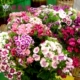 Shipbu Mixed Color 1 грамм около 400 капсул
