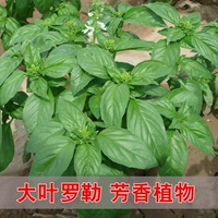 Капсулы Big Leaf Laul 200+прорастание