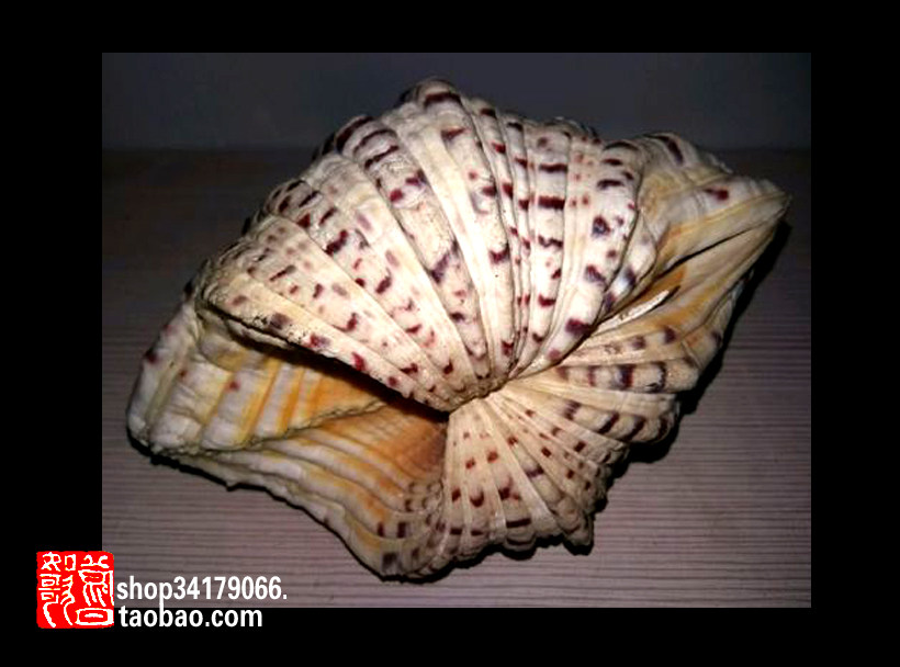 (Old Object Decoration Handicraft) Natural Lotus Shell Decoration Ornament (16cm) - Taobao