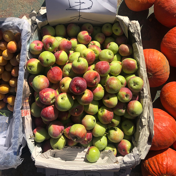 Champagne Penang fruit aromas of fruit 3 catties of raw ecological growth at the foot of the Great Wall of Goa-Taobao