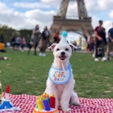 Шапка, брендовый нагрудник, шарф, милый слюнявчик, популярно в интернете