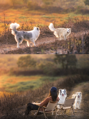 Pet Photography Pearl River Delta Guangfo Area Photography, Photography Photography, Dog, Cat Rabbit Hedgehog