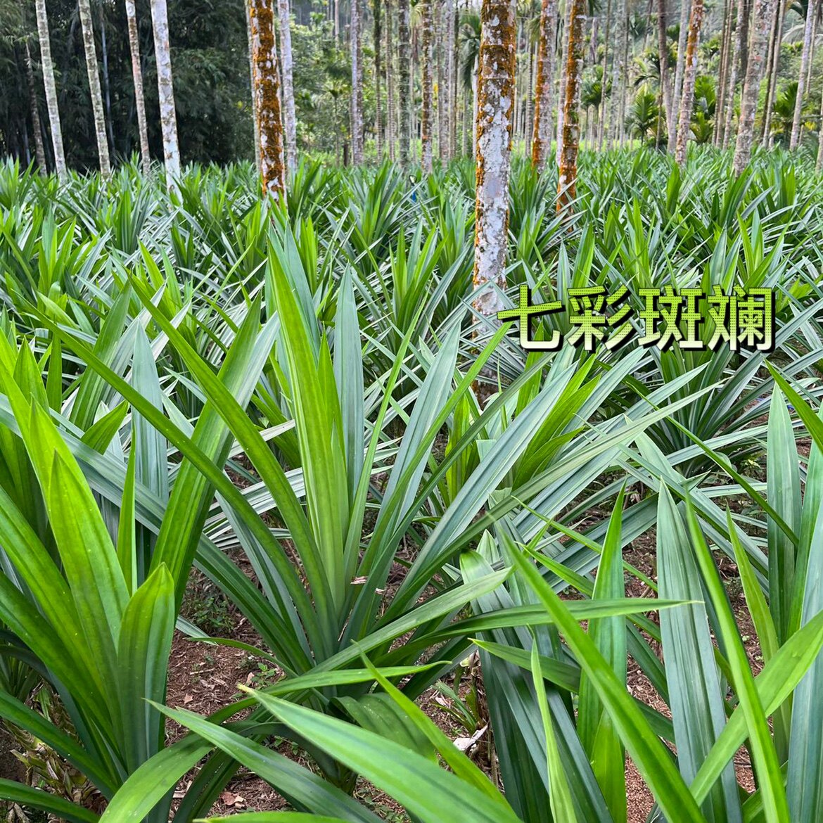 斑斓叶,海南特产如何让甜品更香浓?🌿探秘斑兰的秘密-斑斓叶/香兰叶-淘宝好物网