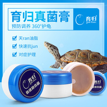 The breeding of the tortoise turtle the turtle the fungus the rotten armor the water turtle the semi-water tortoise quickly inhibits the fungus 20 grams