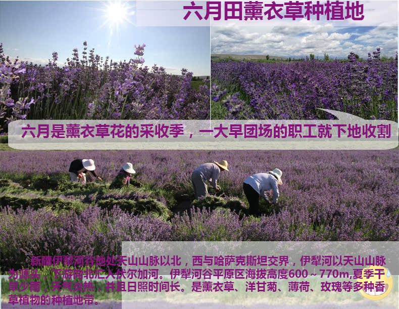 Tháng sáu Tian Tân Cương Lavender tinh khiết sương kiểm soát dầu hương liệu để làm cho bộ phim nước để làm cho vết mụn có chứa tinh dầu 500 ml nổ tinh dau sa chanh