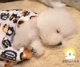Gấu De Thế giới thú cưng Hàng hóa Mèo Chó Mùa Chăn Chăn Ấm Mùa Đông Chăn Mềm Mat - Cat / Dog hàng ngày Neccessities 	bát ăn đôi cho chó	
