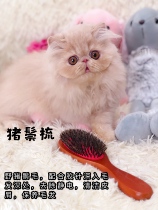 mushroomcat Professional cat dog grooming comb Pure bristle comb Anti-static fluffy styling