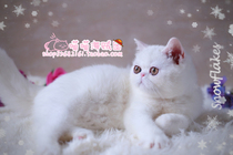 Pure CFA pedigree pure white female mm exotic shorthair cat (Garfield) has arrived in Wenzhou new home