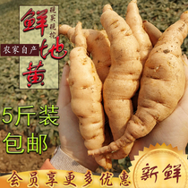 Fresh Rehmannia glutinosa with wild Rehmannia root seeds Henan Jiaozuo juice now dug 5kg