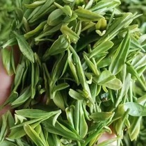 2024 New Tea Day Photos Green Tea Head Stubble Spring Tea April 19 Stir-fry Fresh And Fresh Back To Open Air Spring Tea