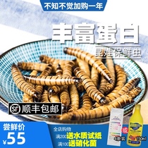 Kunwa fresh-keeping barley worm red golden dragon fish feed Arhan blood parrot fish food crawling food bird food non-living refrigeration