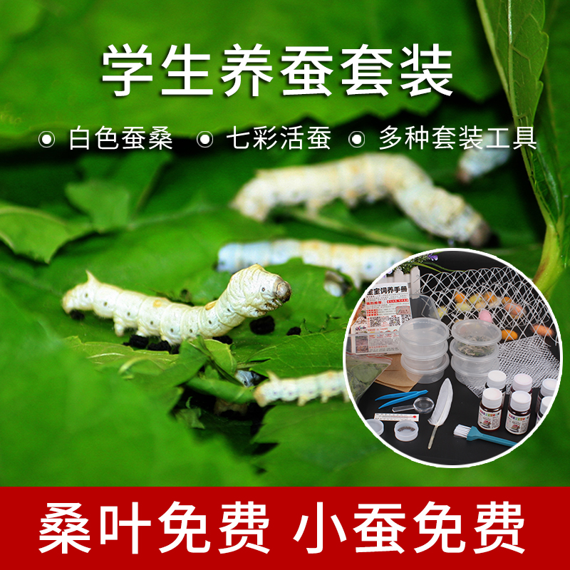 Silkworm baby living student to raise silkworms suit fresh mulberry leaf Seven colorful spring silkworm eggs white gold silk ant silkworm rearing tools 