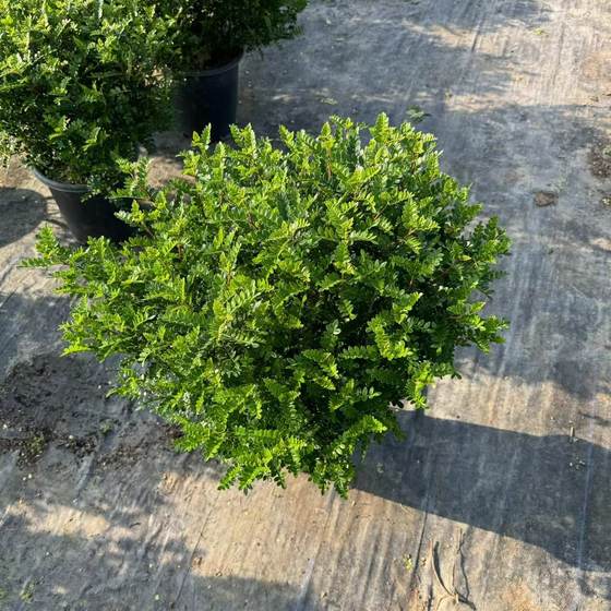 商用满叶清香木绿植盆栽烘焙蛋糕调酒提拉米苏装饰摆盘绿叶花草