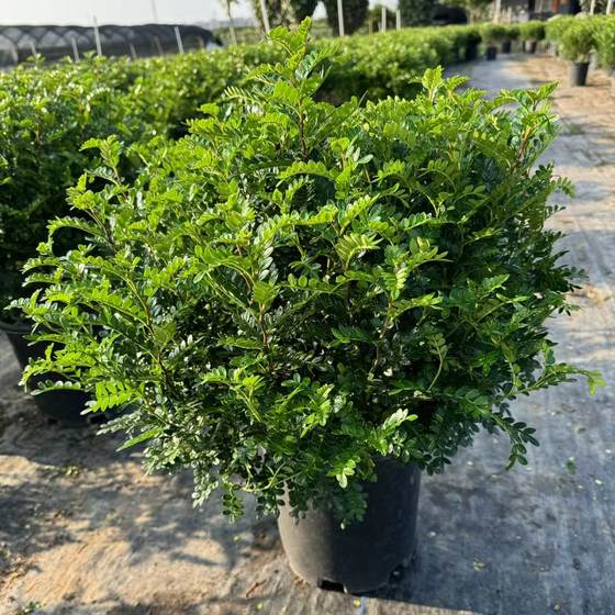 商用满叶清香木绿植盆栽烘焙蛋糕调酒提拉米苏装饰摆盘绿叶花草