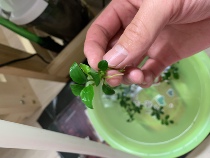 True mini banyan ada improved variety player aquatic plants non-pasture mini banyan negative living freshwater aquatic plants sunken wood