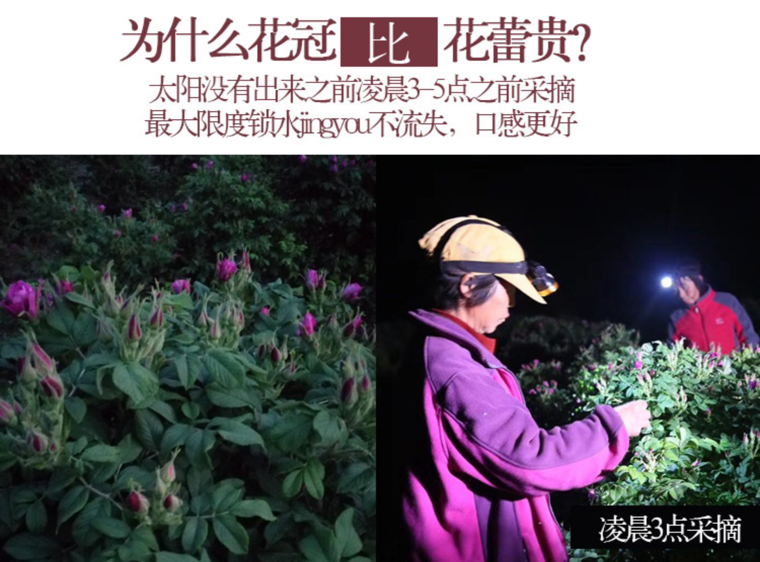 平阴无硫精品玫瑰花茶50g