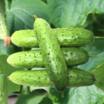 Dry cucumber seeds seedlings fruits cucumber seeds autumn cucumber seeds high-yield autumn vegetables balconies potted