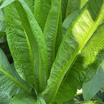 Large-Tree lettuce seeds fragrant wheat vegetables rapeseed Four Seasons seeds vegetables farmhouse vegetables autumn seeds