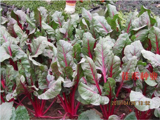 Red Roots Da Vegetable Seeds kraft Seed Cheddar Vegetable Balcony All Season Potted Plant Spring Podcast Vegetable Seed Yard
