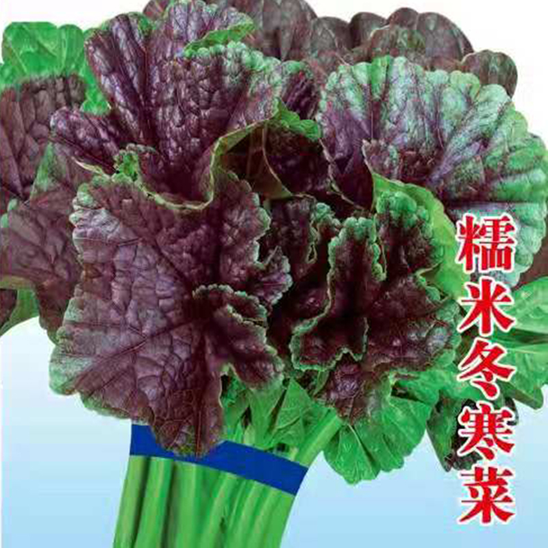 Glutinous rice Winter cold vegetable seedlings Winter amaranth seeds Hardy horseshoe vegetables Children's high calcium autumn and winter sowing vegetables relict balcony