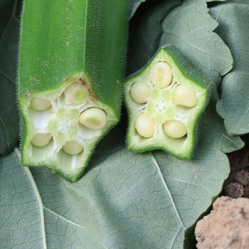 Okra seeds yellow fruit okra seeds seedlings summer autumn sowing four seasons potted balcony vegetables seedlings seedlings