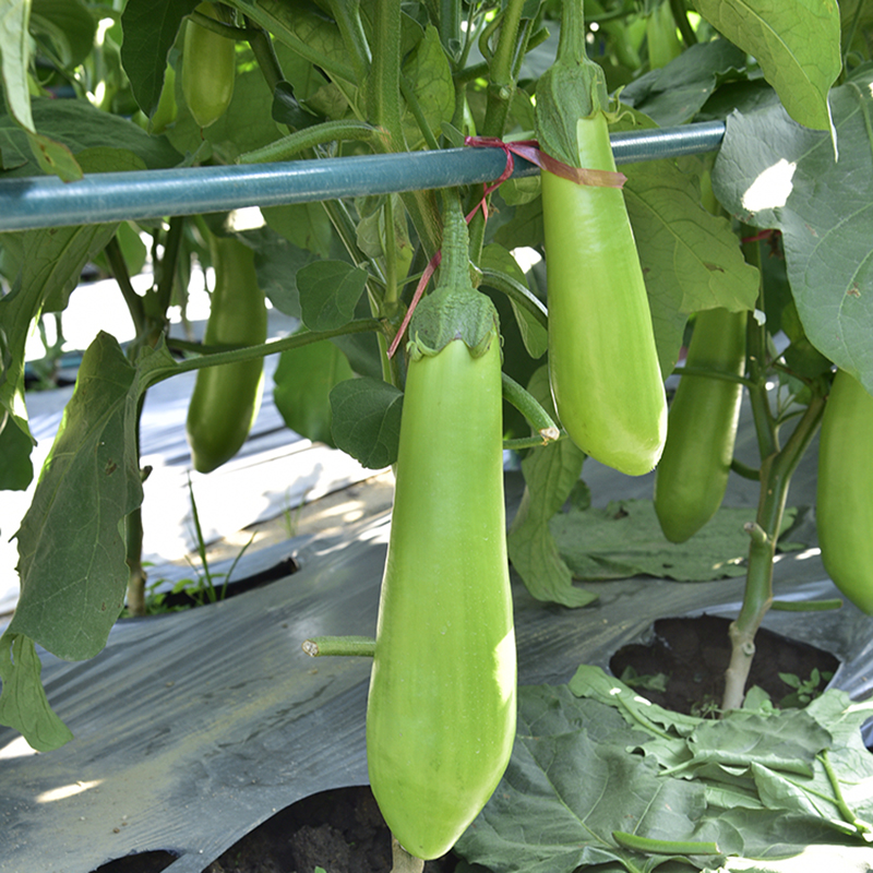 Green long eggplant seeds, green skin eggplant seeds