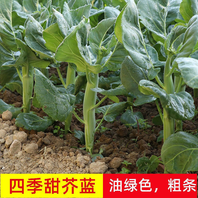 Four seasons sweet kale seed Guangdong chicken leg kale seed early-ripening thick strip autumn sowing vegetable seed balcony