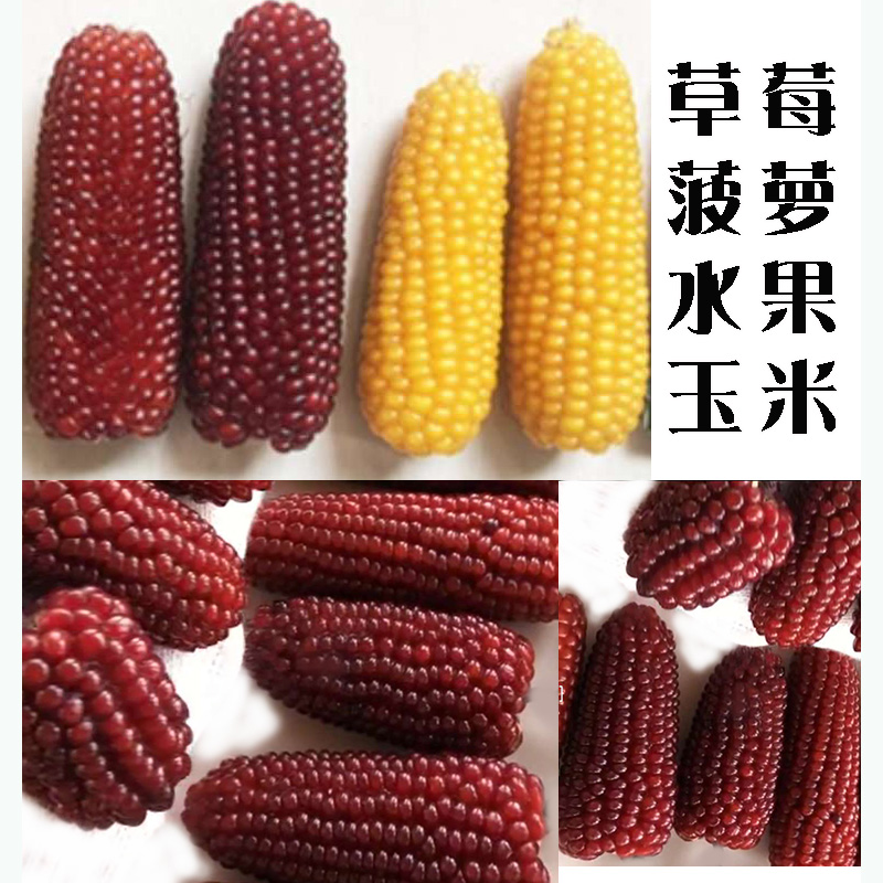 Strawberry Fruit Sweet Corn Seed Seed Seed to Watch Mini Family All Season Potted Plant and Pineapple Corn Seed