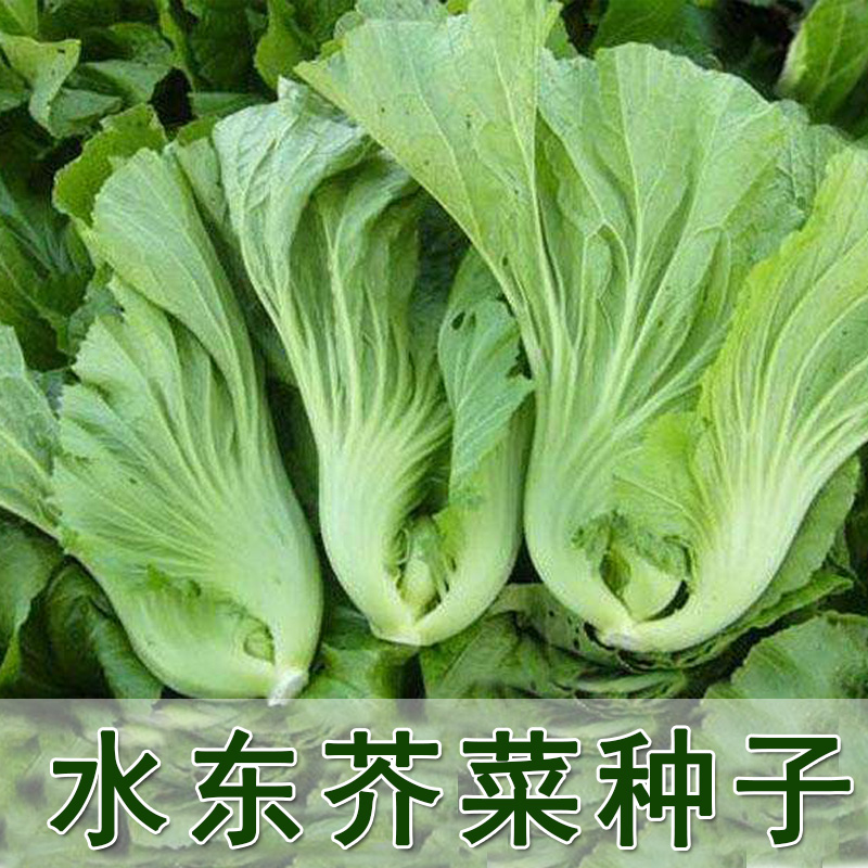 Guangdong cabbage seeds, big meat, big mustard seeds, high-yield balcony autumn sowing and sowing farm vegetable seeds