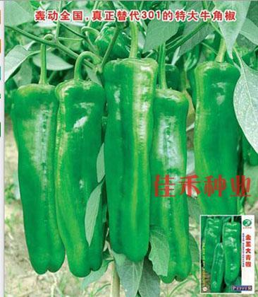 Extra-large horn peppers seed seeds pore gold jade large green peppers premature and high-yield chili seeds disease-resistant fruit meat thick spring sowing