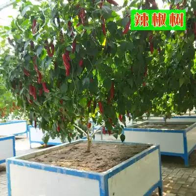 Pepper tree seeds edible perennial tomato tree seed tree seed tree pepper pepper pepper seed spring sowing special vegetables
