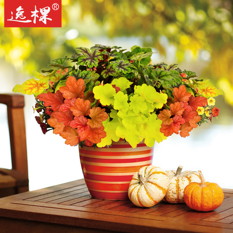 包邮矾根植物花种子苗花苗盆栽四季阳台庭院室内花卉易种多年生