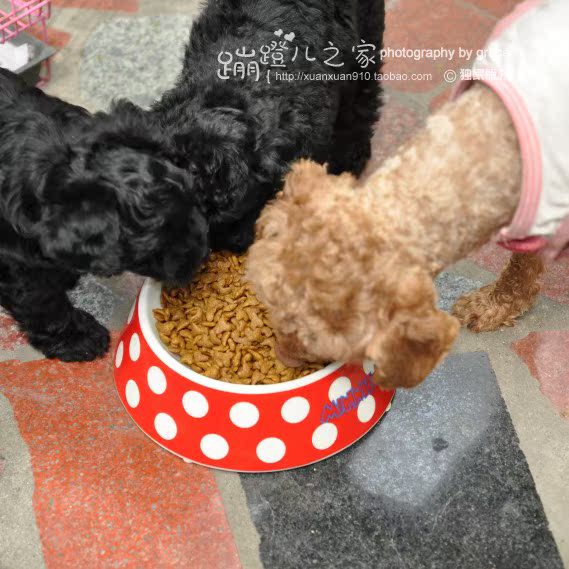 Chó con, thức ăn cho chó, gấu Teddy, thức ăn chủ yếu, 500g, thức ăn cho chó với số lượng lớn, tóc vàng, chó lớn, Samed, chăn nuôi thuc an cho cho