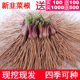 Leek root seedling purple root is now digging leek root species four seasons wide-leaf balcony leek root fresh leek seed seeds