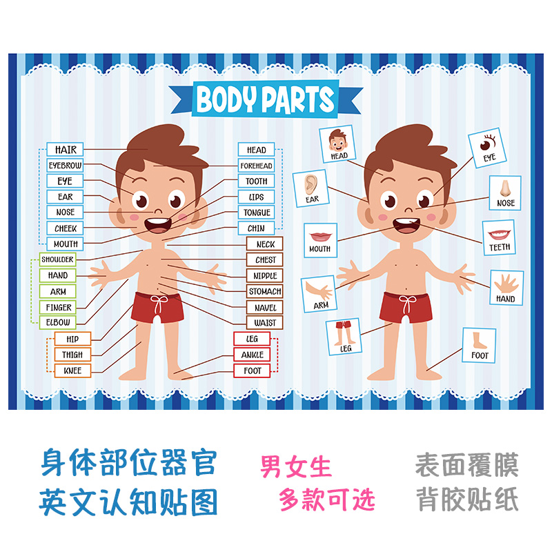 Bodypart幼儿园人体器官英语单词早教认知身体部位中英文贴纸教具 Taobao