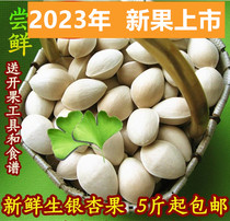2023 White Fruits New Fresh Special Class Raw White Fruits Gingko Fruits 5 Pieces Tools Tankeng Gingko Fruits