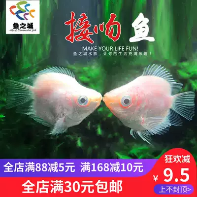 KissKiss living kisses living ornamental fish kissing fish