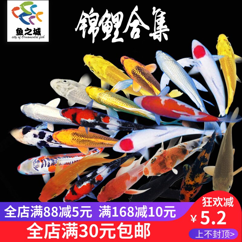 Koi live purebred goldfish koi fry golden red top koi ornamental fish cold wind water fish koi