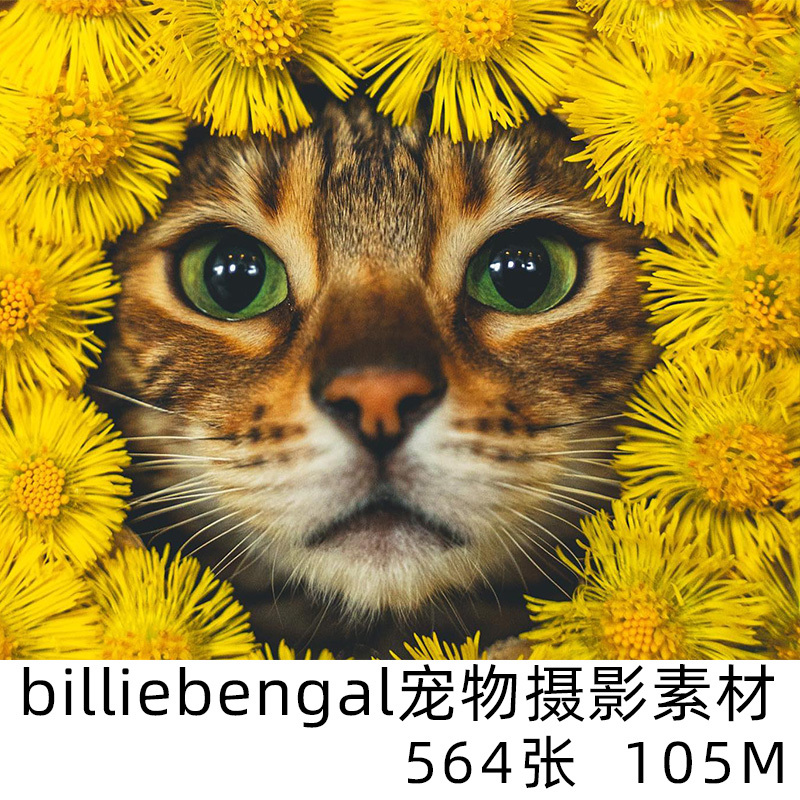 Billiebengal Pet Photography Material Master Digital Version Cat Pet Material Learning Materials