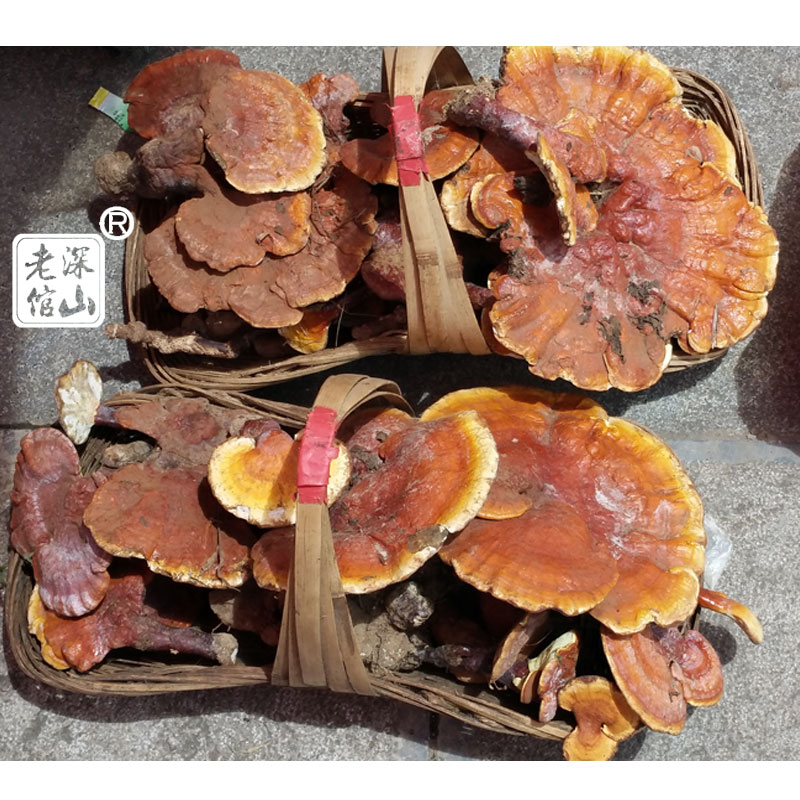 Deep mountain veteran Yunnan Trinborn pure wild Lingzhi Lingzhi Lingzhi Lingzhi Lingzhi Half a catty of five new goods