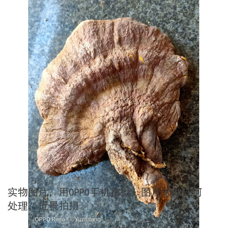 Семь дикая ганодерма 5.jpg