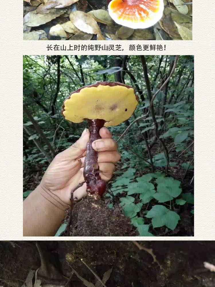 Дикая ганодерма 10 1_09.jpg