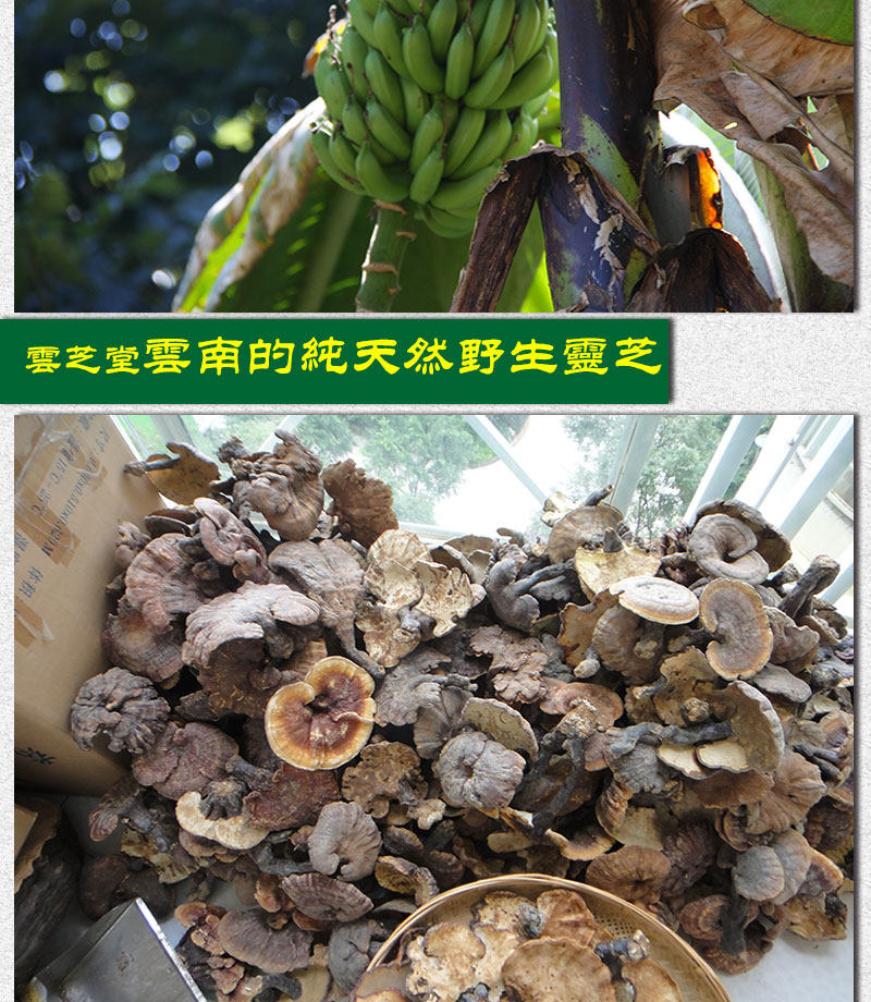 Описание Ganoderma 1_17